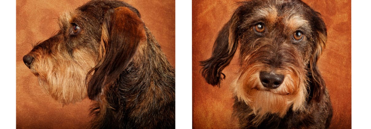 portrait de chien à luxembourg