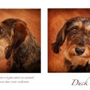 portrait de chien à luxembourg