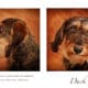 portrait de chien à luxembourg
