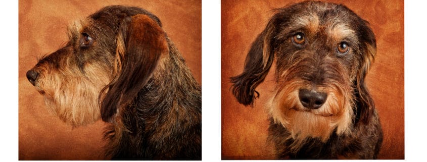 portrait de chien à luxembourg